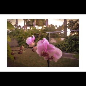 Meet your Posher, Annie